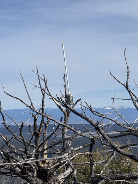 LoRa radio installed in a tree
